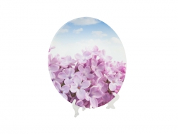 Glass Plate